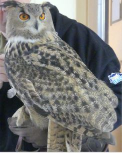 Wilder Besuch im Kinderhaus